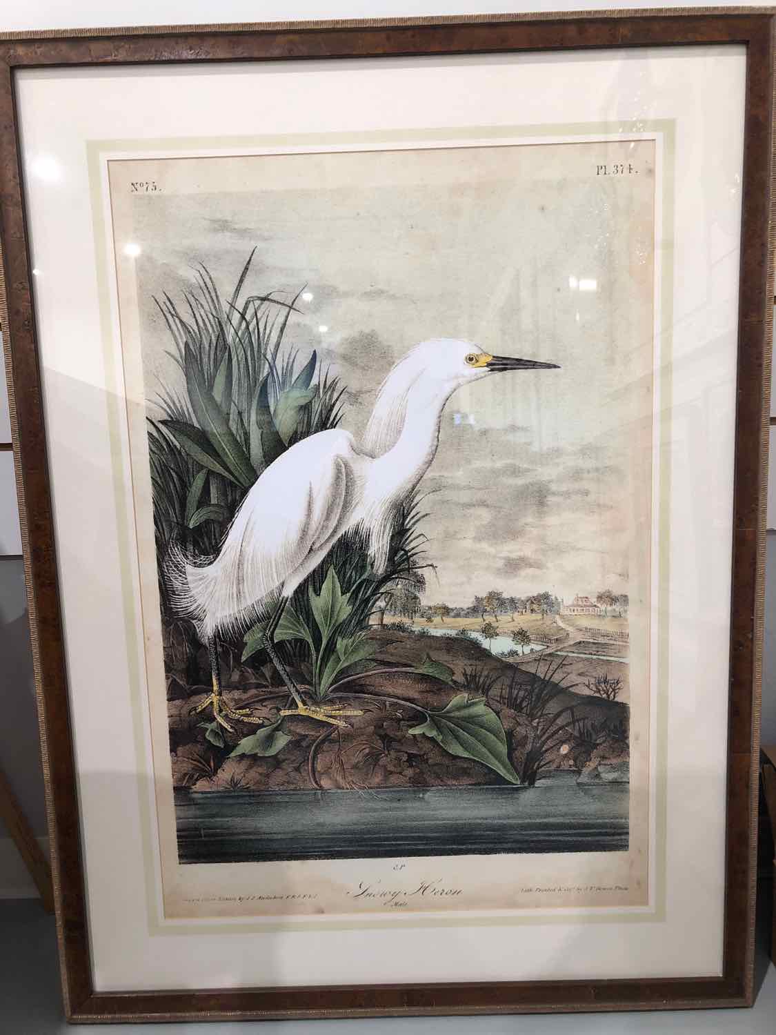 Audobon Snowy Heron Framed Art Work